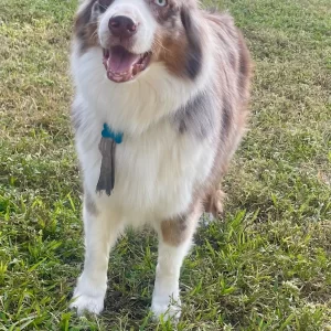 Australian Shepherd Playing in the yard.