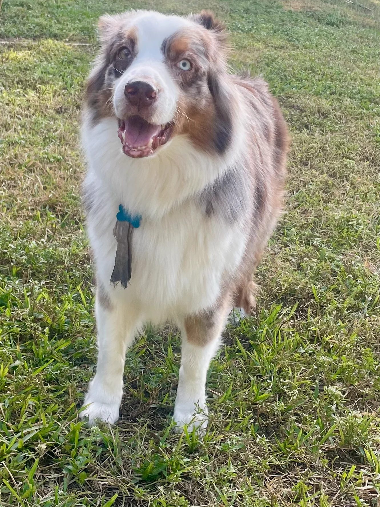 Australian Shepherd playing in the yard.