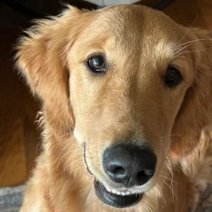 Golden retriever boarding at our house.