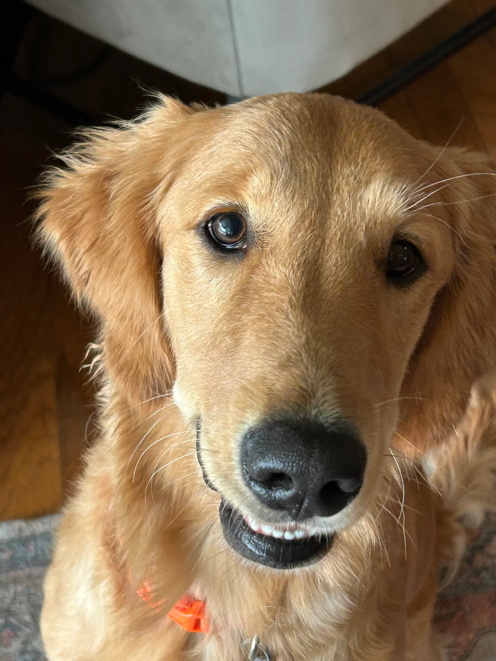 Golden retriever boarding at our house.
