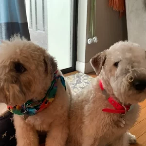 Add A Second Dog