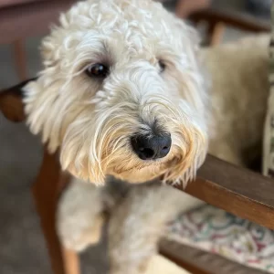 Whoodle lounging by the pool.