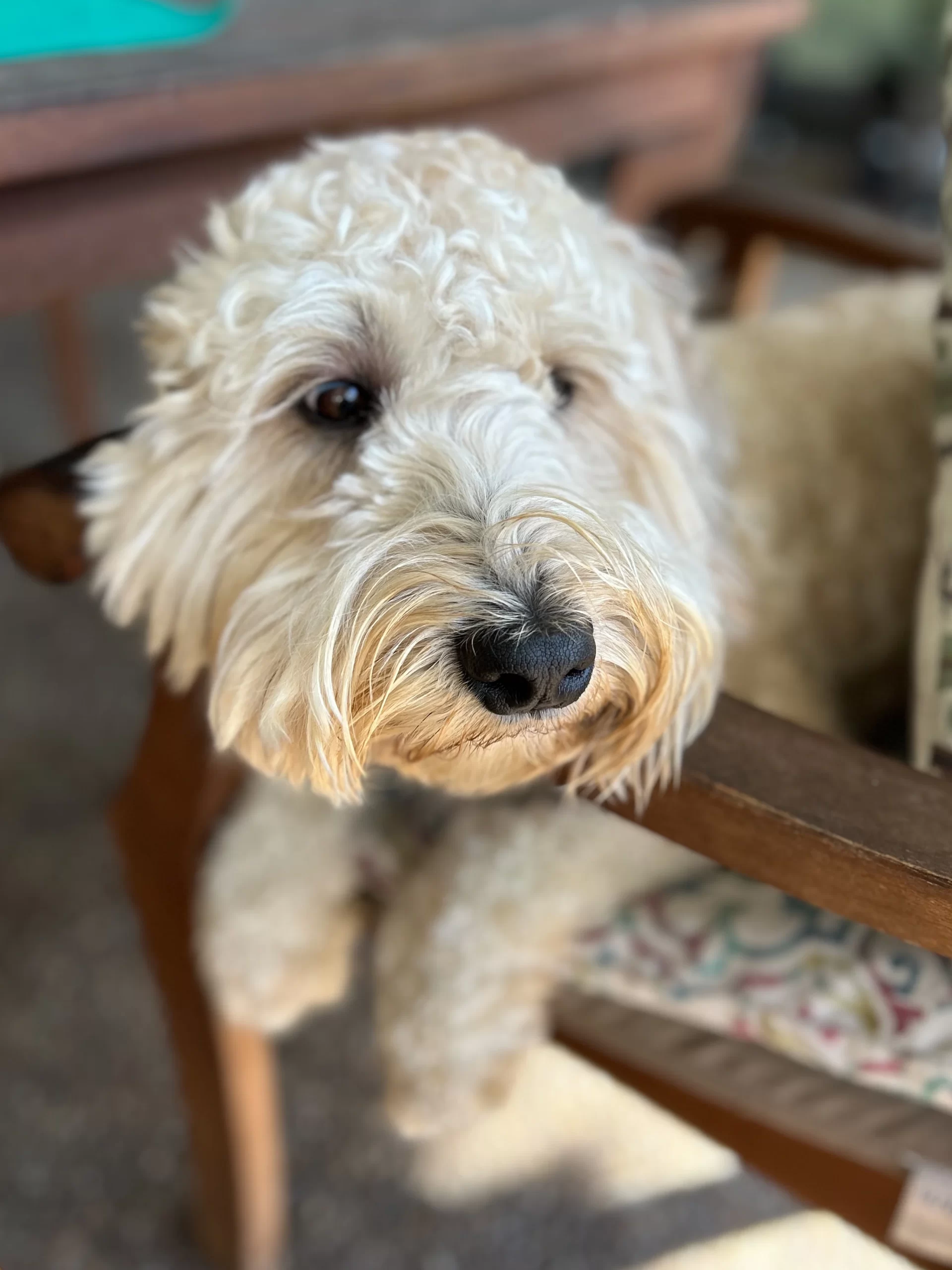 Whoodle lounging by the pool.